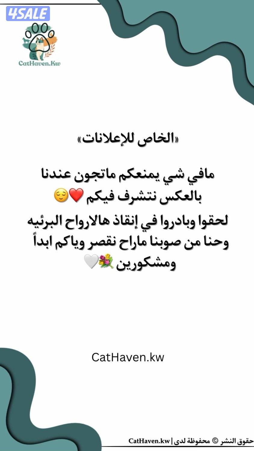 حساب للتبني والإعلانات عن القطط في الكويت3