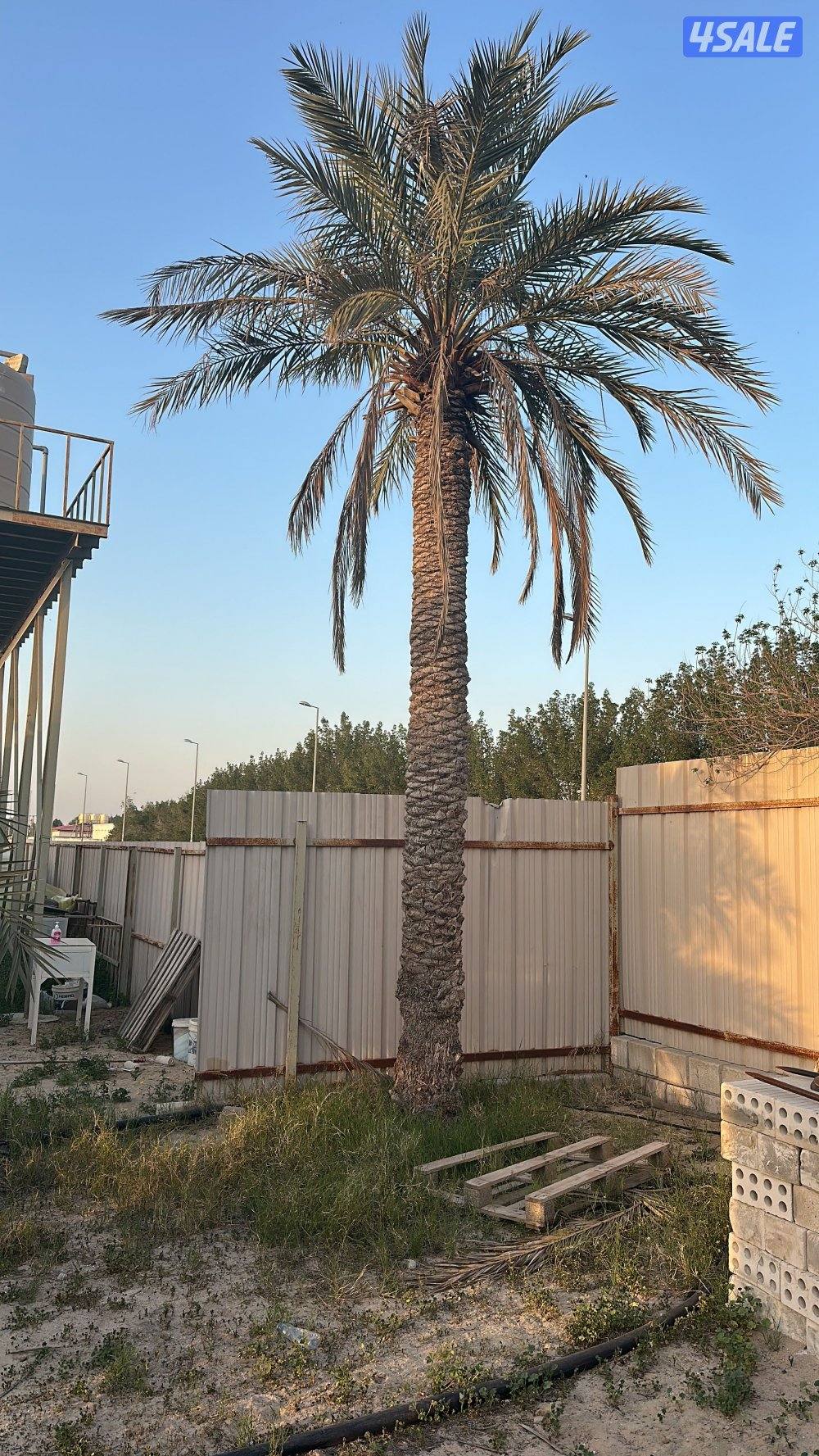 للبيع نخل برحي وخلاص جملة جميع الاحجام مزارع الوفره4