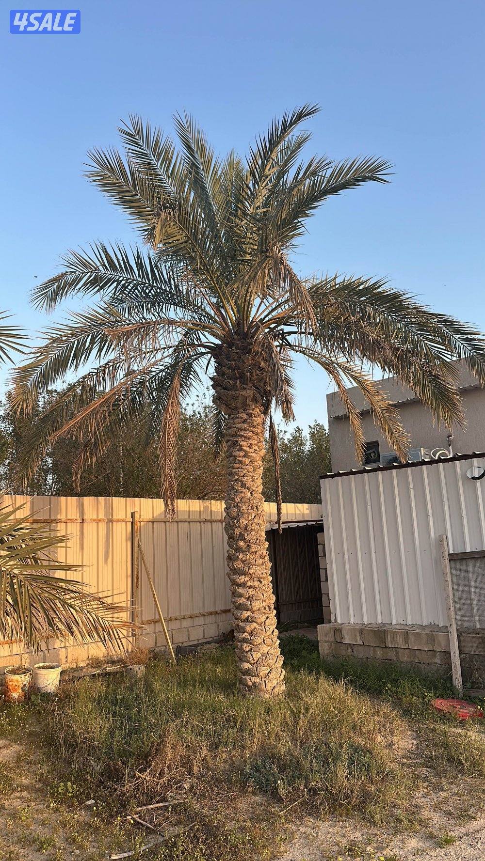 للبيع نخل برحي وخلاص جملة جميع الاحجام مزارع الوفره3