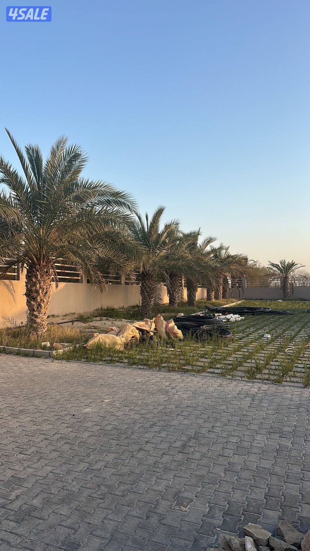 للبيع نخل برحي وخلاص جملة جميع الاحجام مزارع الوفره1