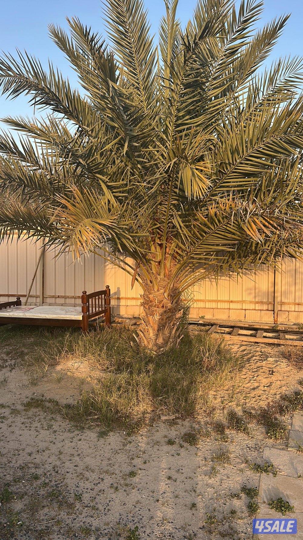 للبيع نخل برحي وخلاص جملة جميع الاحجام مزارع الوفره2