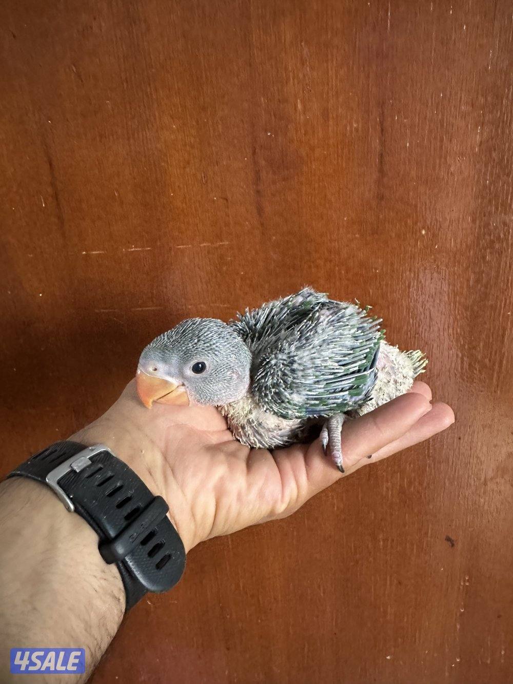 فروخ بيبي متوه نيبالي عس1