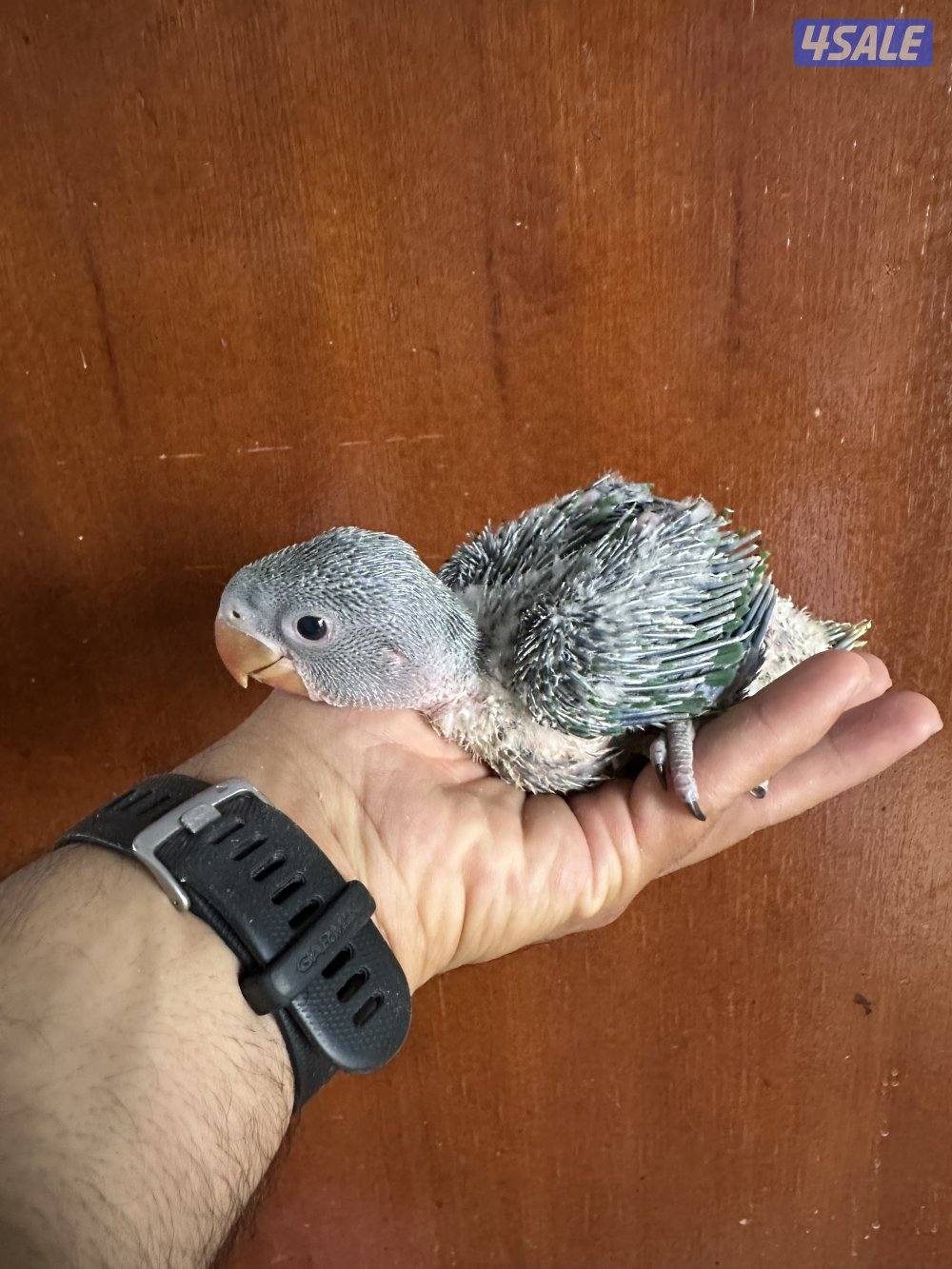 فروخ بيبي متوه نيبالي عس2