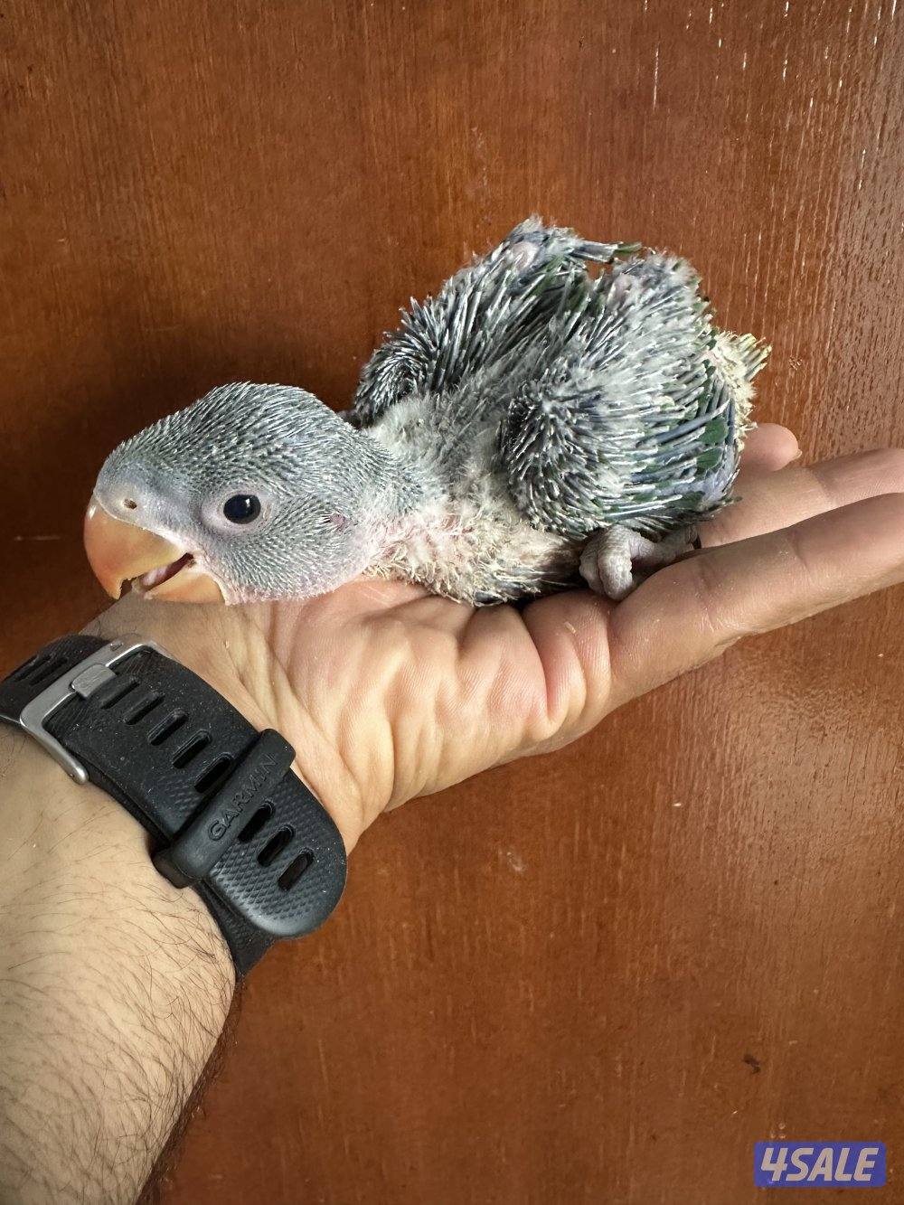 فروخ بيبي متوه نيبالي عس3