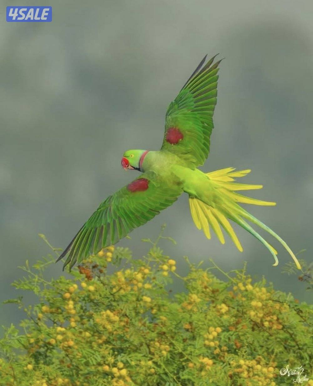 فروخ بيبي متوه نيبالي عس4