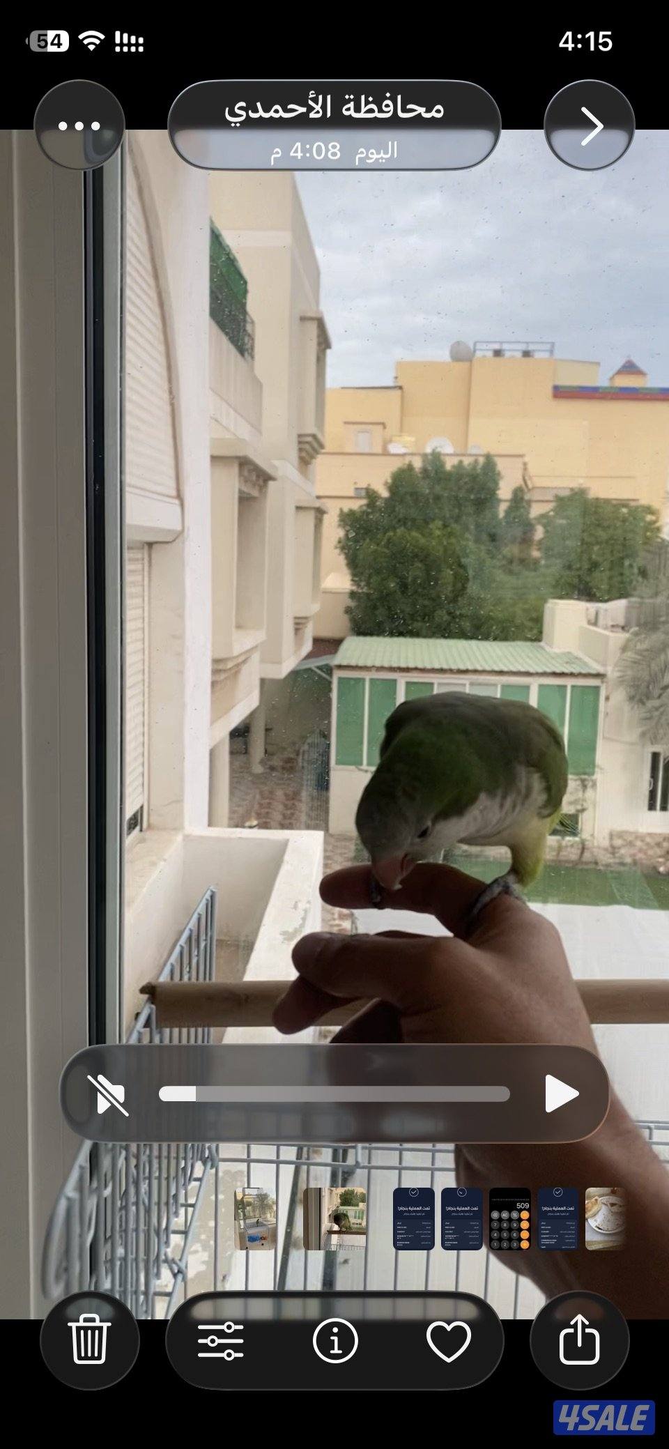 للبيع طير كويكر0