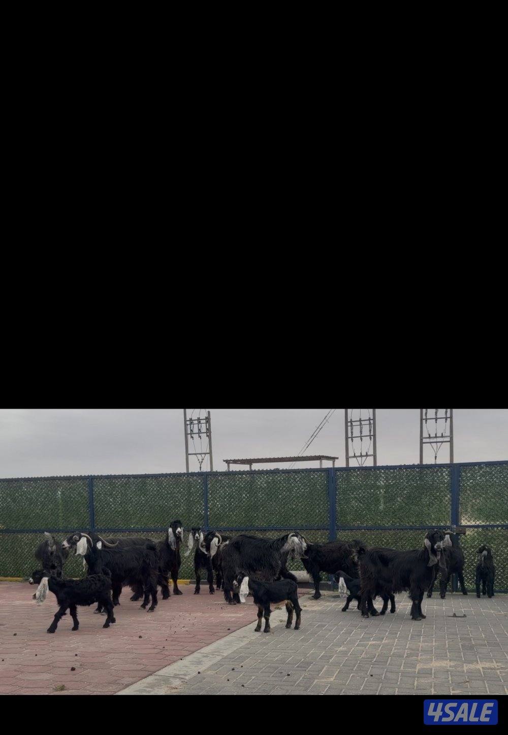 معزا ربش العداد 12 مع التيس فيها 6 مطافيل  تحتهم 7 دفيع فيها 4 متاويم1