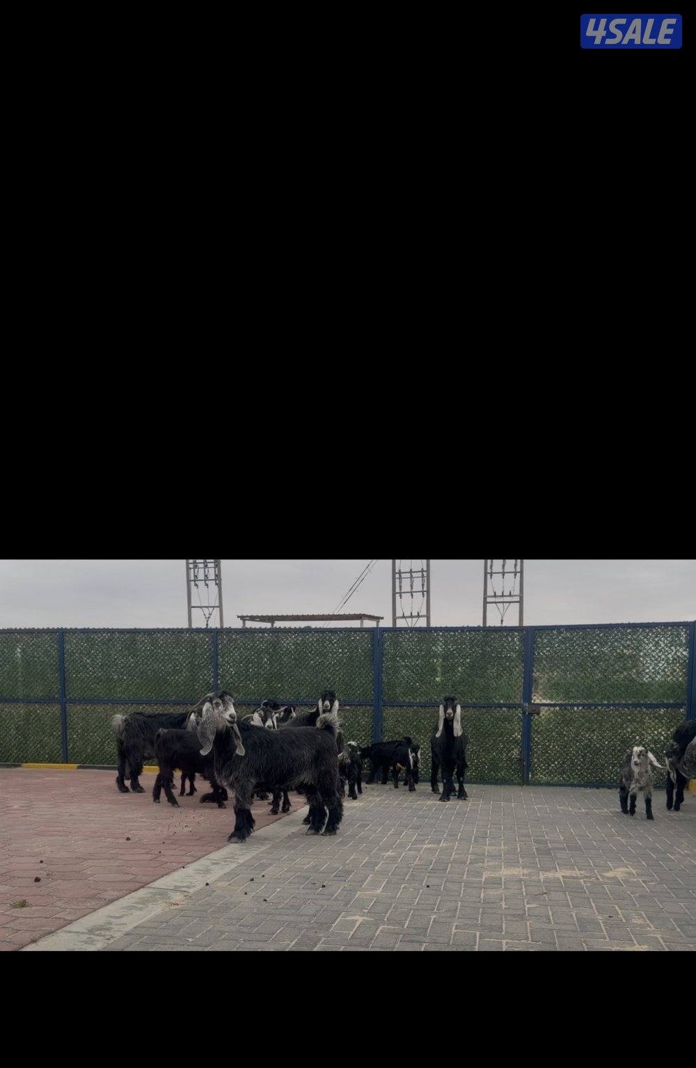 معزا ربش العداد 12 مع التيس فيها 6 مطافيل  تحتهم 7 دفيع فيها 4 متاويم2