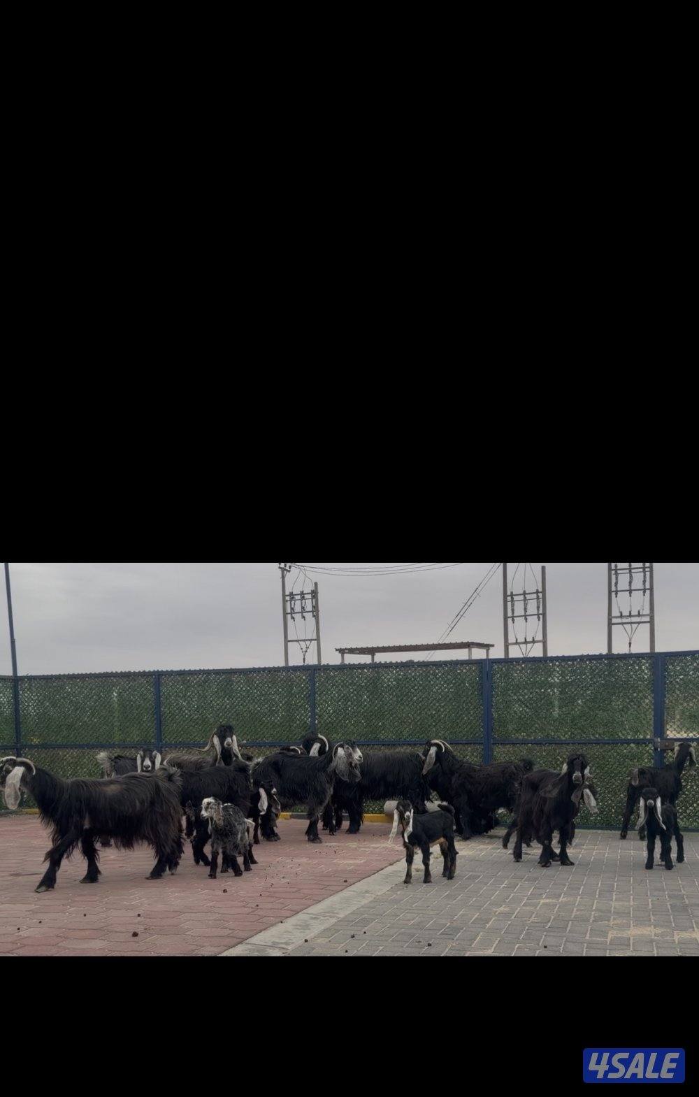 معزا ربش العداد 12 مع التيس فيها 6 مطافيل  تحتهم 7 دفيع فيها 4 متاويم3