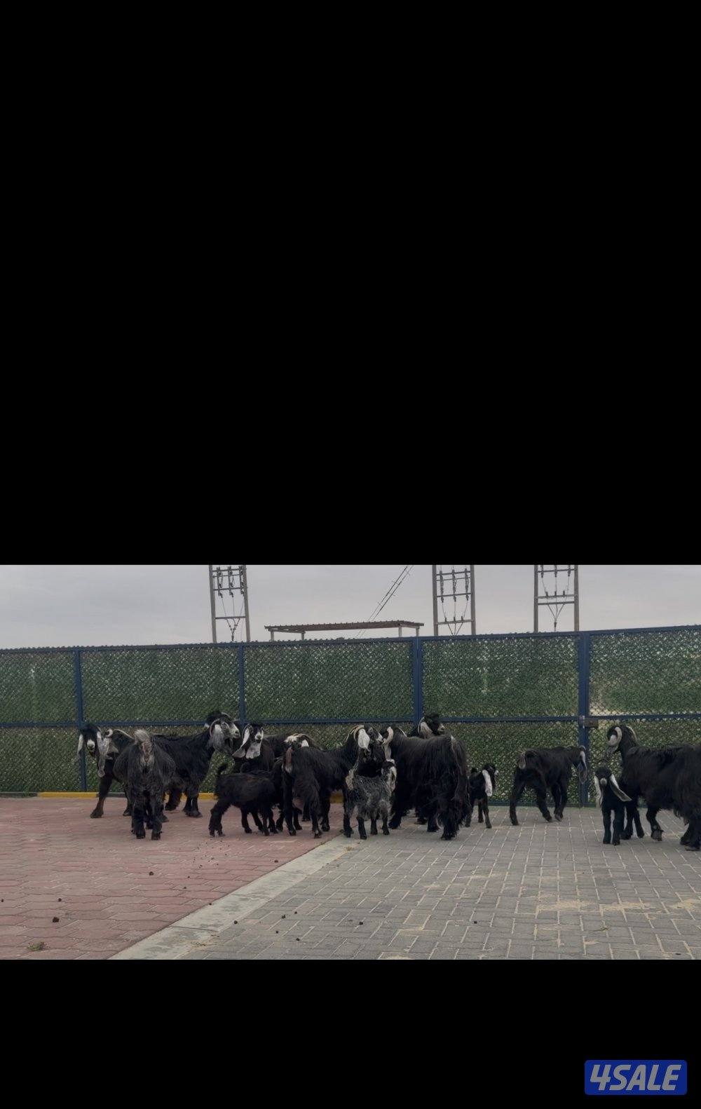 معزا ربش العداد 12 مع التيس فيها 6 مطافيل  تحتهم 7 دفيع فيها 4 متاويم4