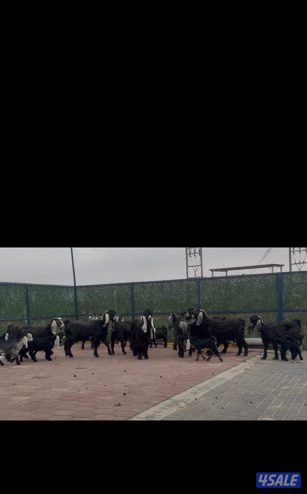 معزا ربش العداد 12 مع التيس فيها 6 مطافيل  تحتهم 7 دفيع فيها 4 متاويم5