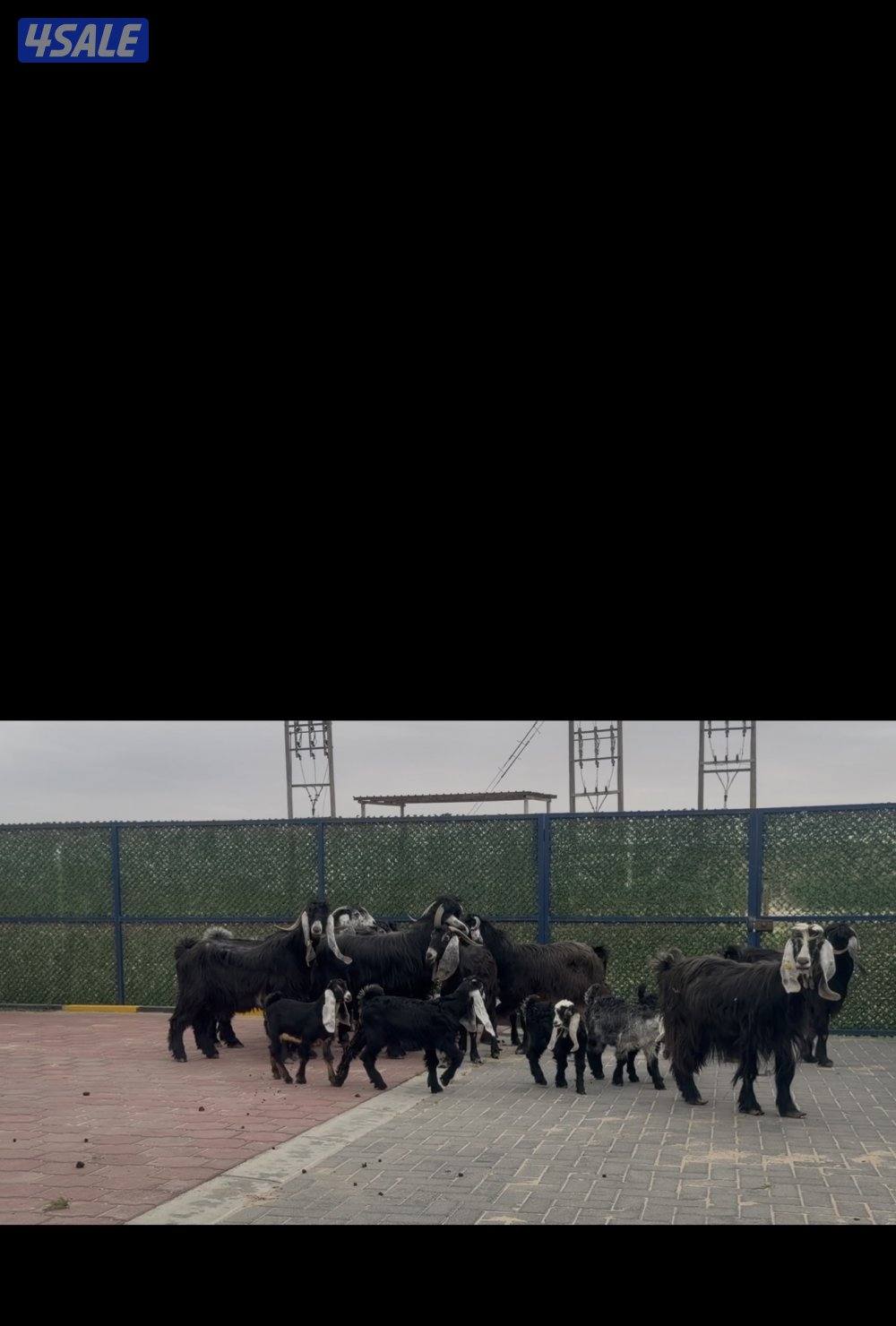 معزا ربش العداد 12 مع التيس فيها 6 مطافيل  تحتهم 7 دفيع فيها 4 متاويم7