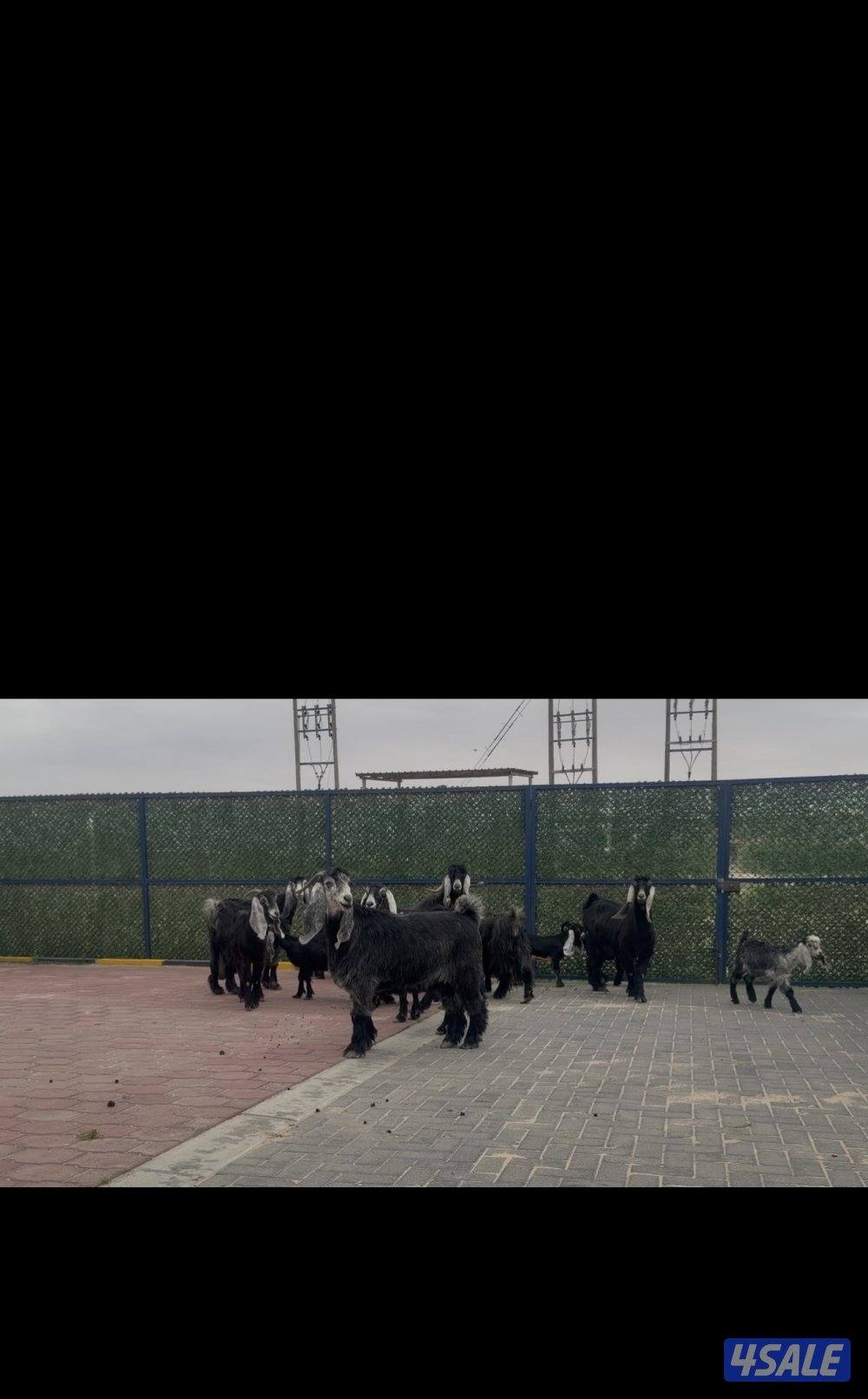 معزا ربش العداد 12 مع التيس فيها 6 مطافيل  تحتهم 7 دفيع فيها 4 متاويم6