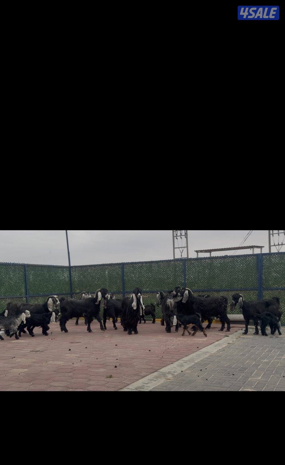 معزا ربش العداد 12 مع التيس فيها 6 مطافيل  تحتهم 7 دفيع فيها 4 متاويم13