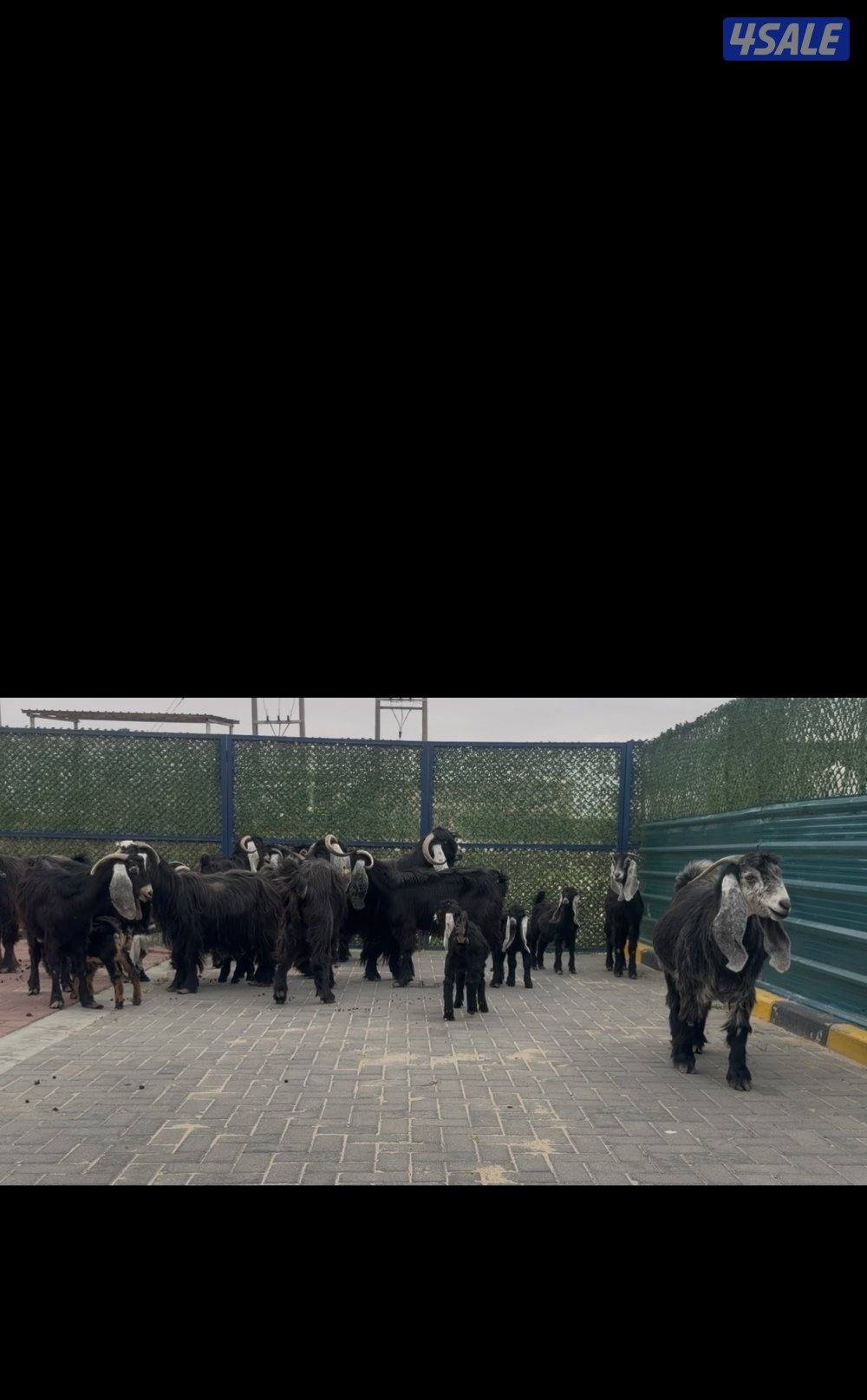 معزا ربش العداد 12 مع التيس فيها 6 مطافيل  تحتهم 7 دفيع فيها 4 متاويم12