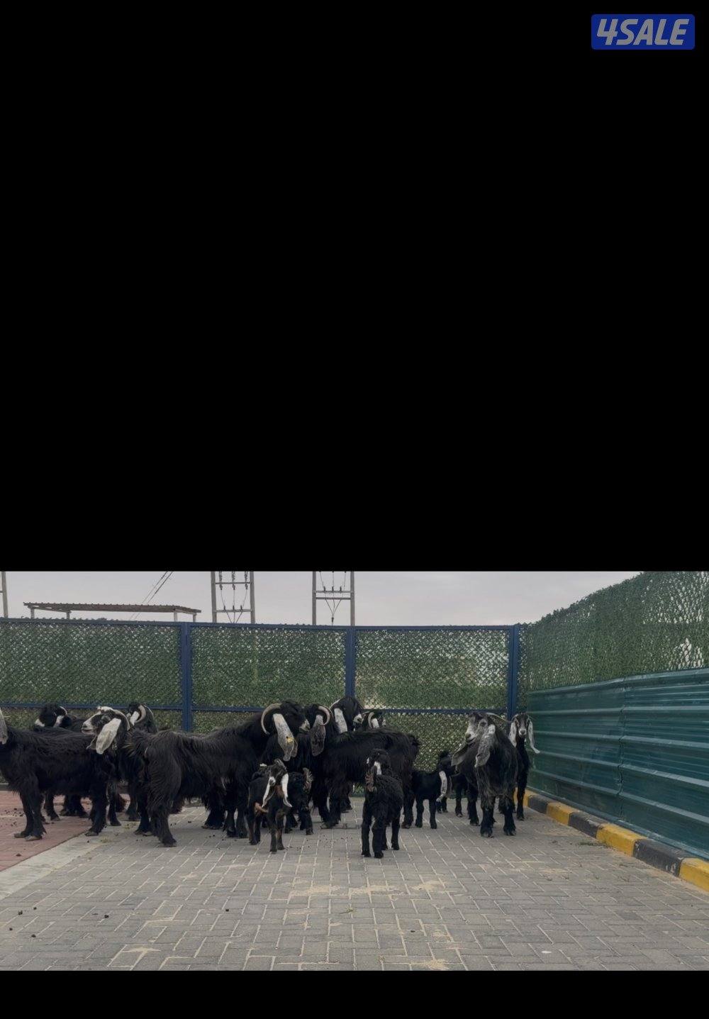 معزا ربش العداد 12 مع التيس فيها 6 مطافيل  تحتهم 7 دفيع فيها 4 متاويم14