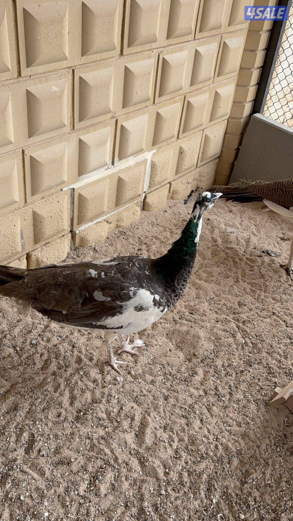 للبيع طواويس2