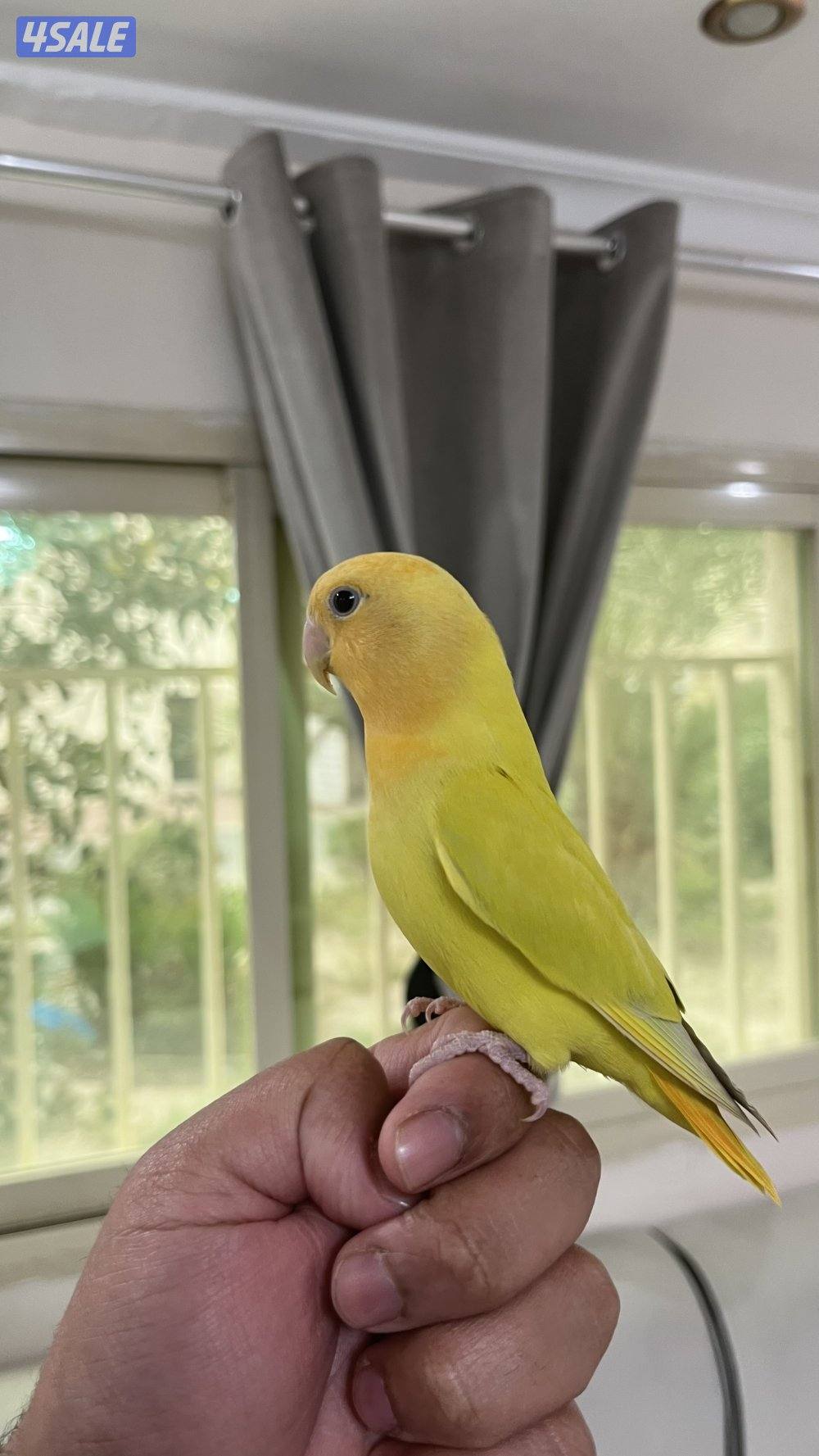 لوفبيرد ربوه لزقع  يأكل بروحه0