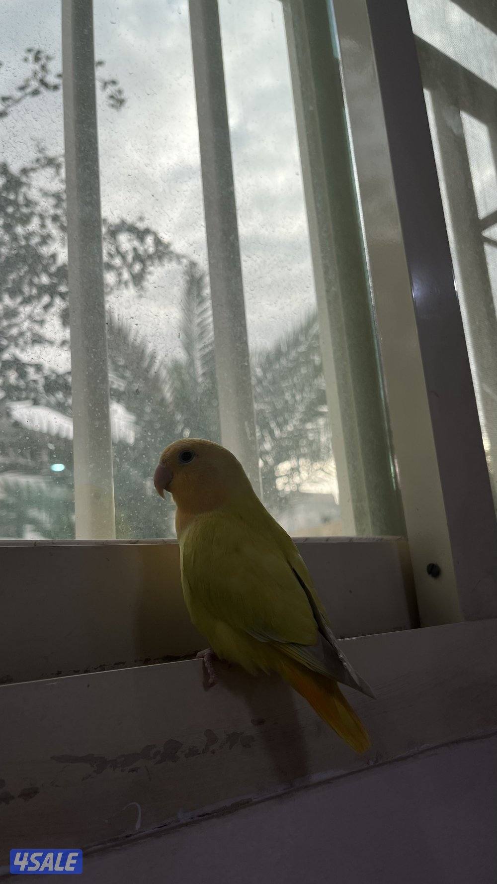 لوفبيرد ربوه لزقع  يأكل بروحه1