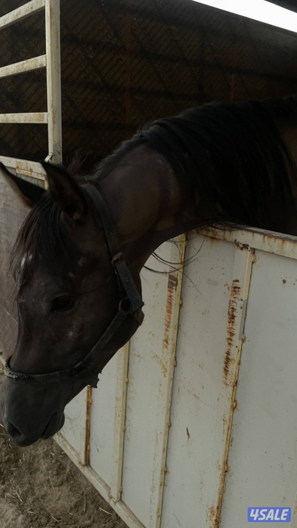 فلو بولش معسوف مواليد 23 شرط السلم والتحويل2