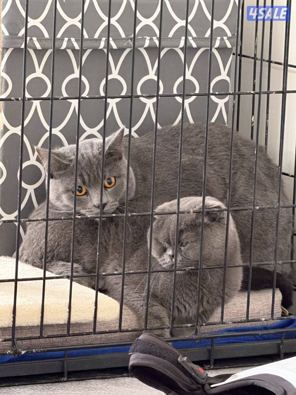 قطط سكوتش فولد عدد 3ذكور2انثايه ومحلقين ومطعمين0