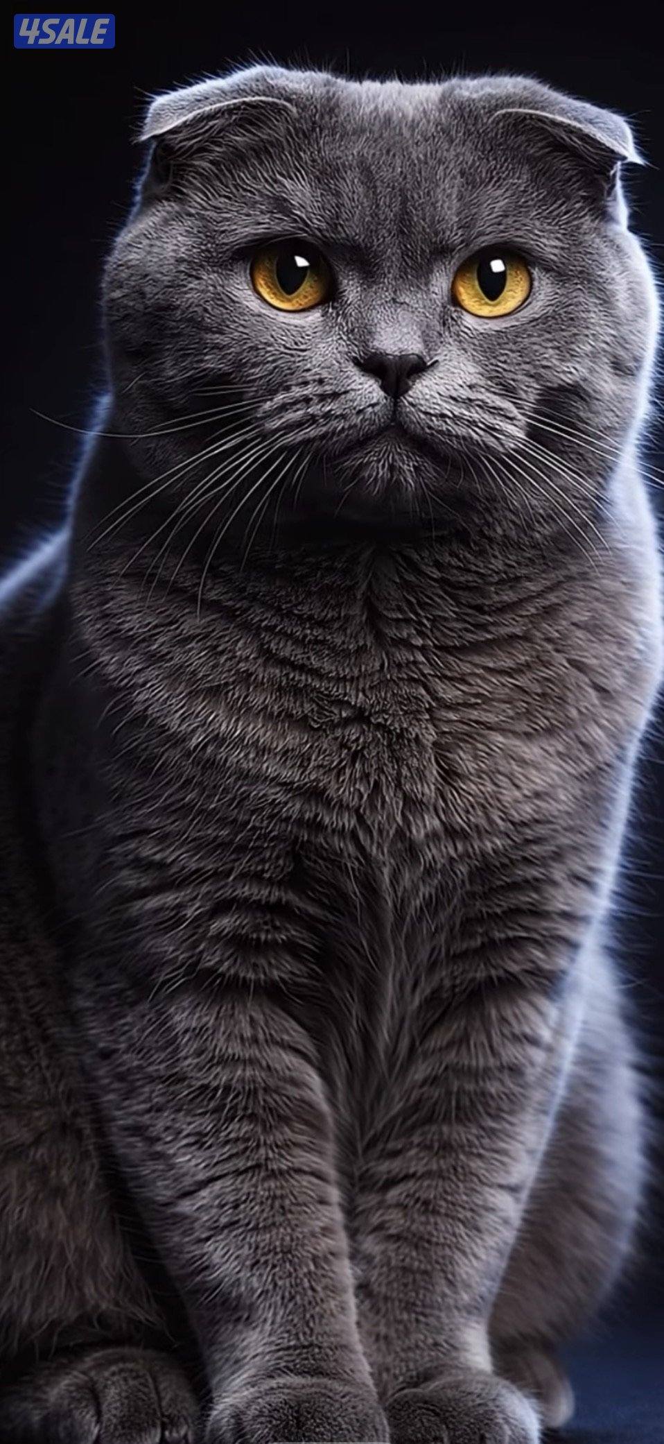 قطط سكوتش فولد عدد 3ذكور2انثايه ومحلقين ومطعمين1