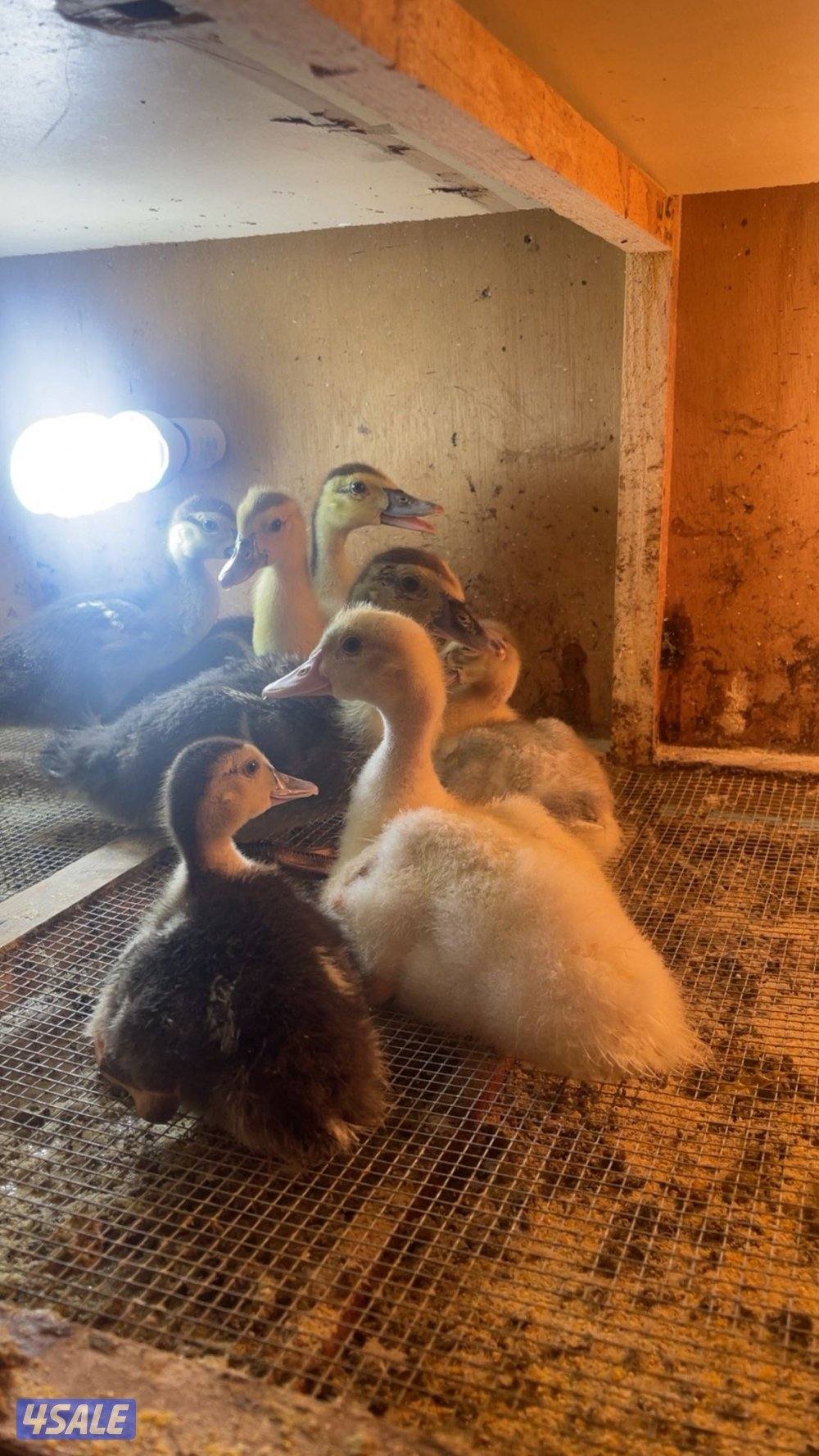 للبيع فروخ بط مصري0