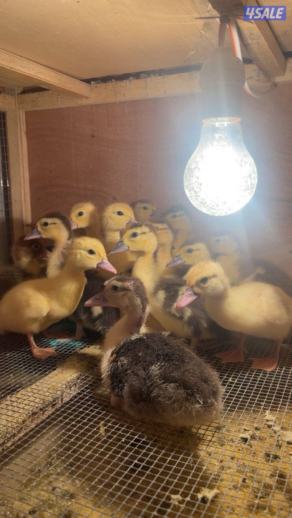 للبيع فروخ بط مصري1