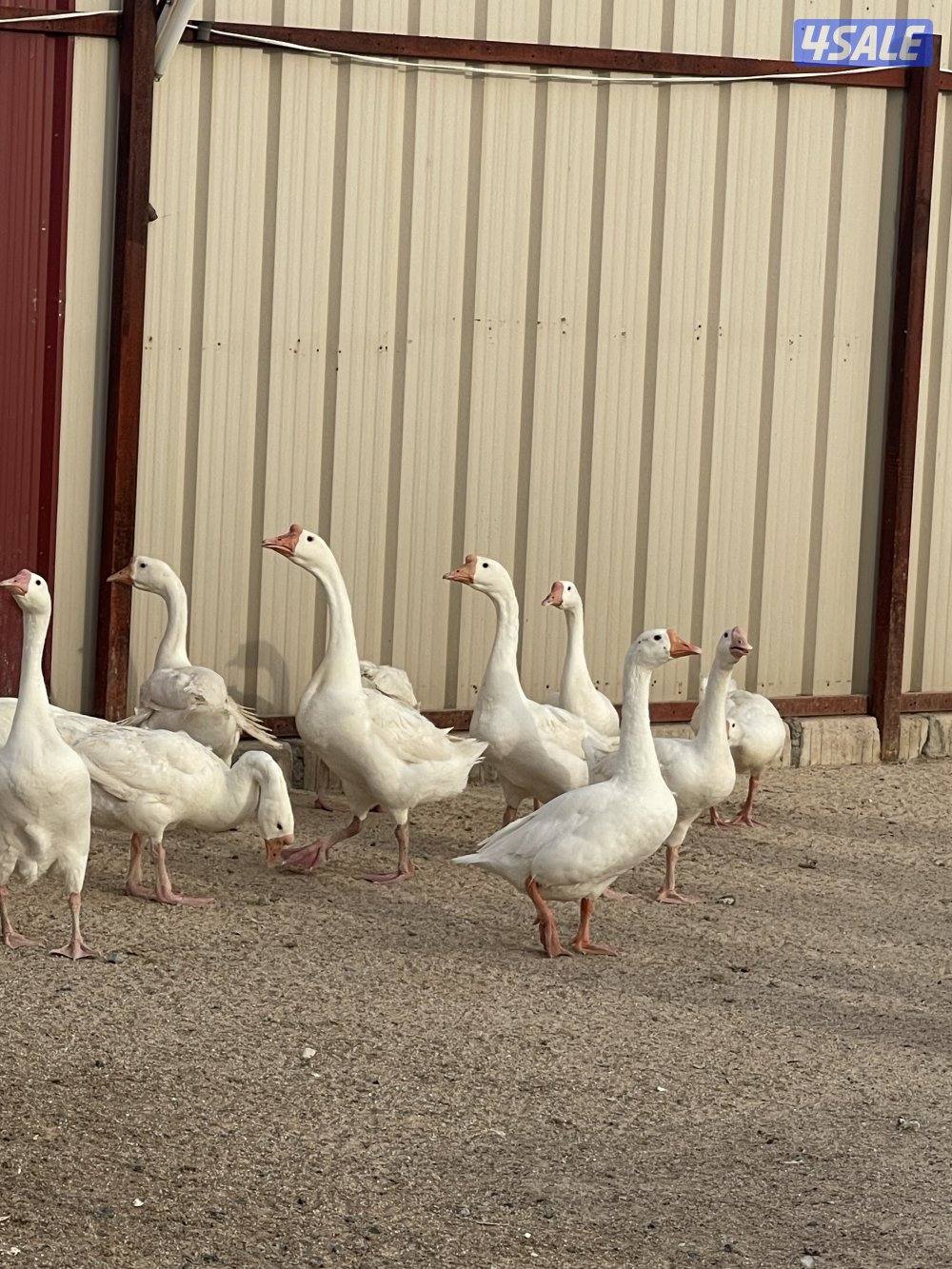 للبيع وز كندي0