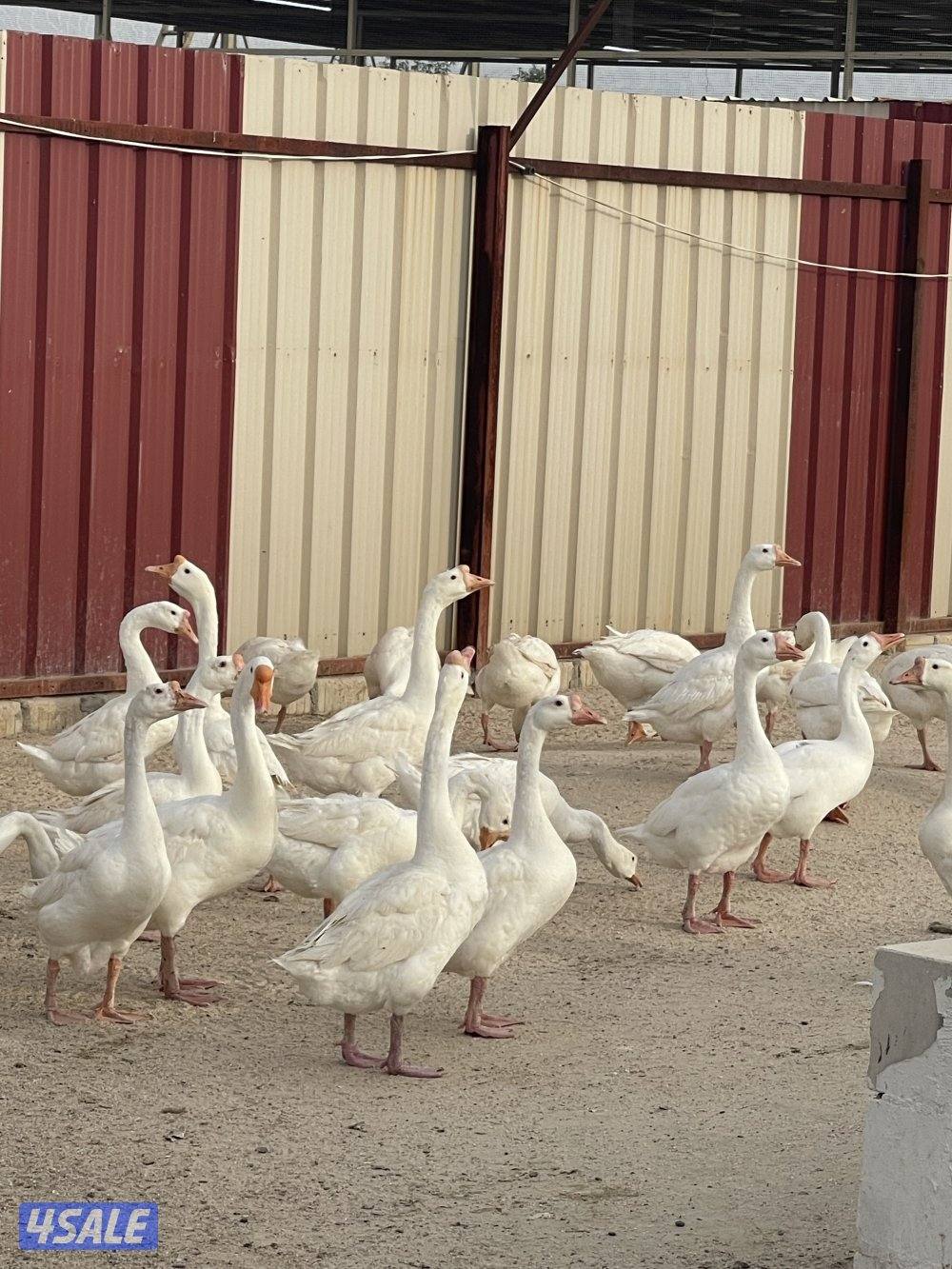 للبيع وز كندي1