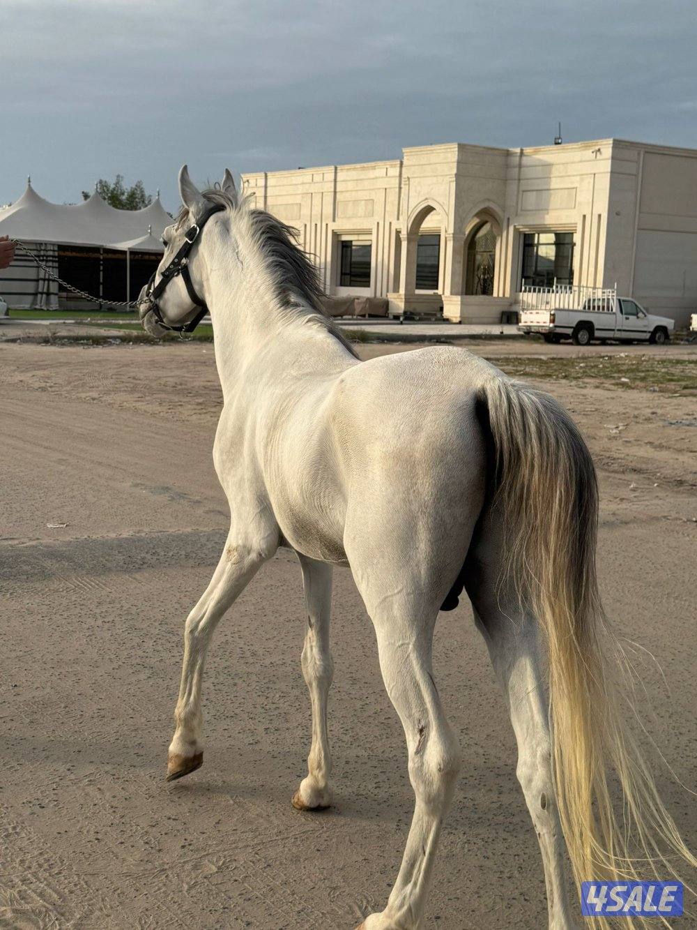 حصان مصري شرط السلم0