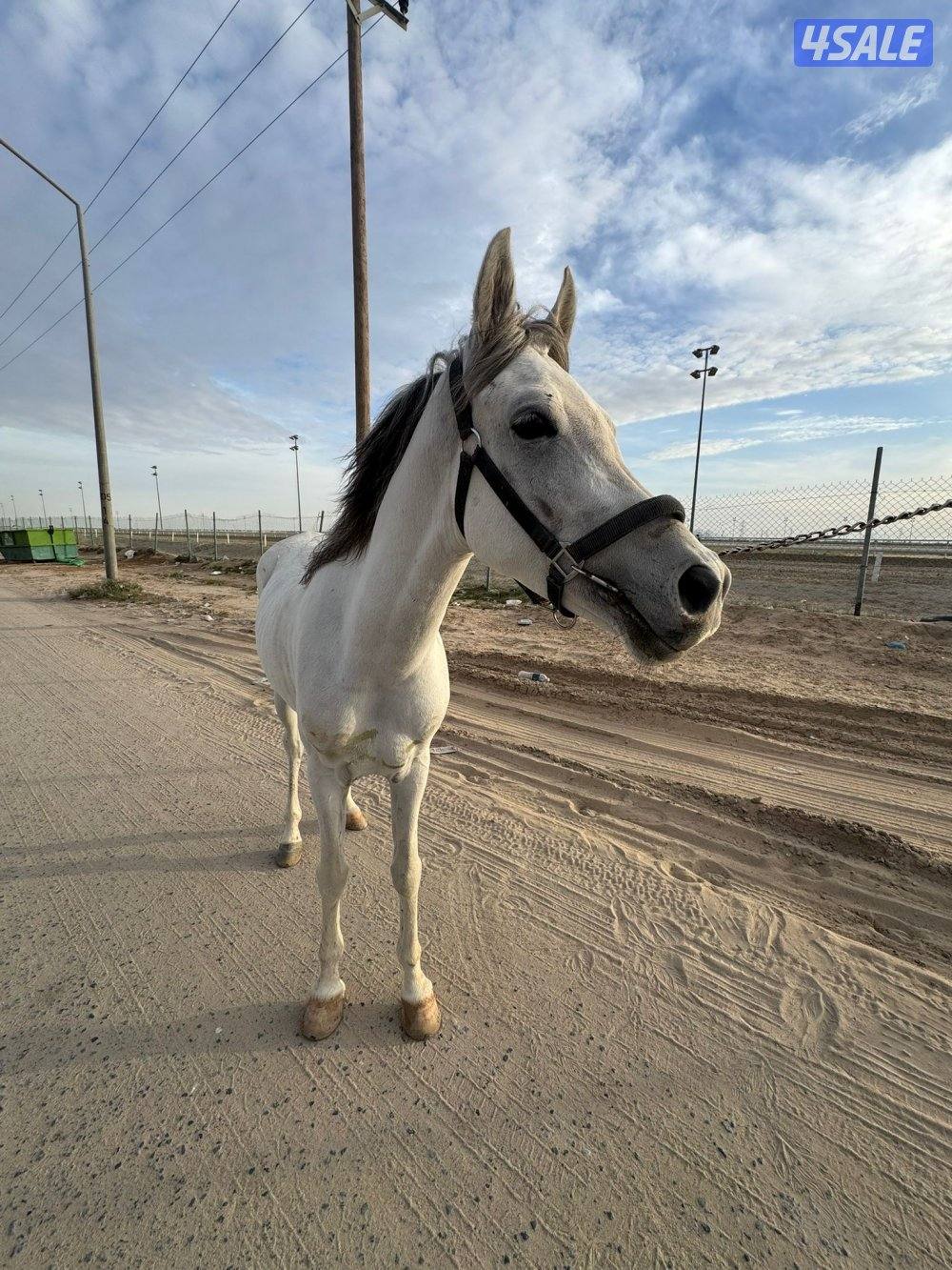 حصان مصري شرط السلم1