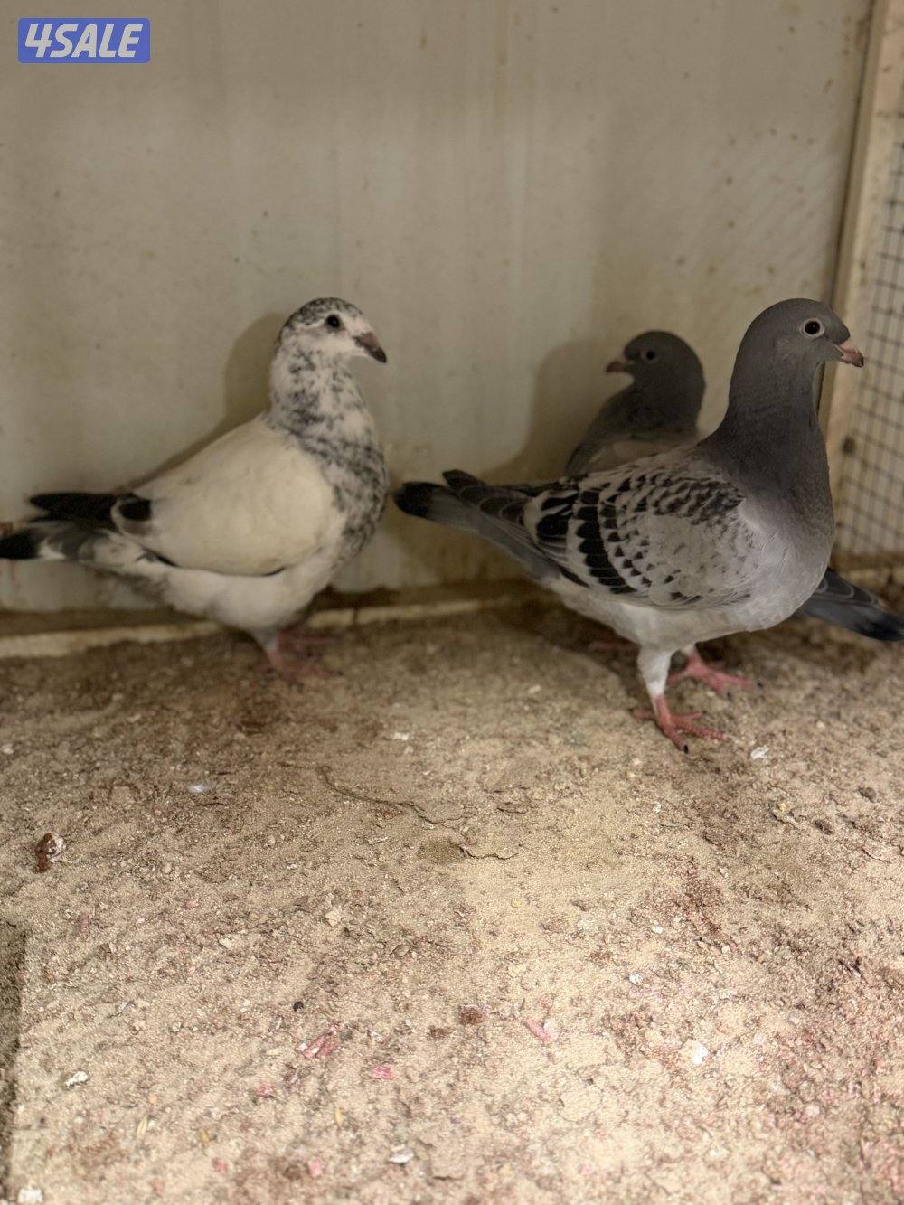 فروخ زاجل بلجيكي…0