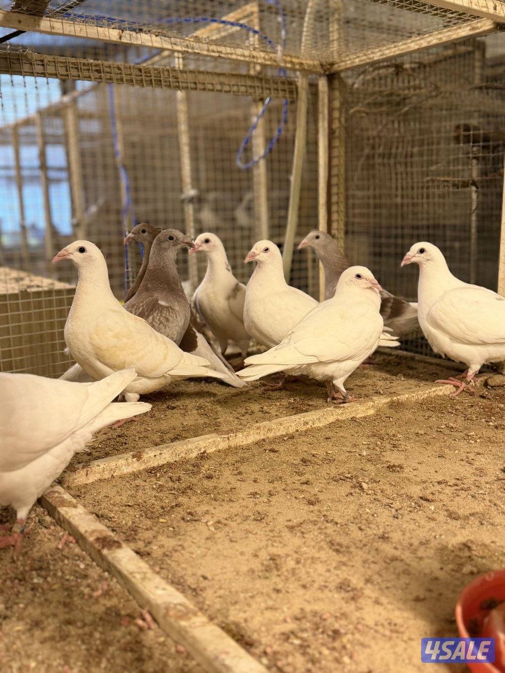 فروخ زاجل بلجيكي…1