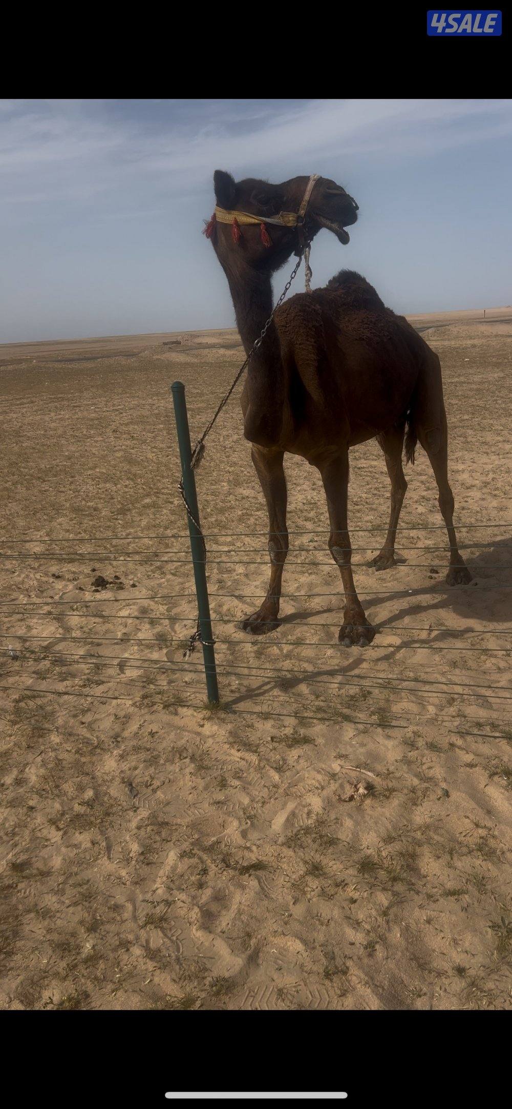 رحول اباعر بس انها متروكه0