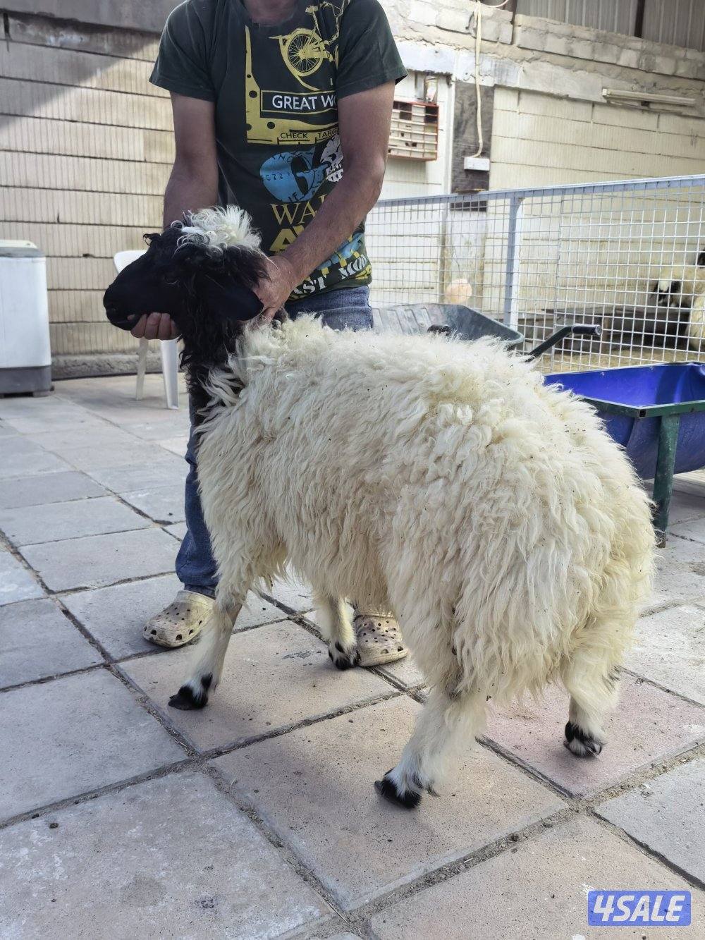 للبيع طليان شفالي مربوط قديم شرط السمنه ذبح وتوصيل0