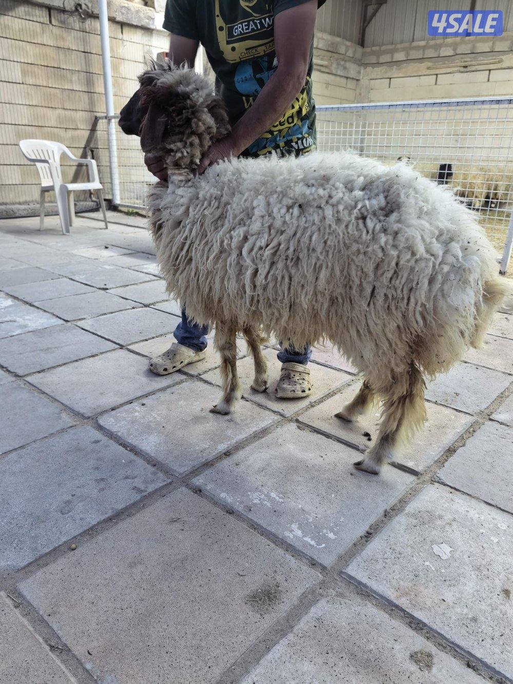 للبيع طليان شفالي مربوط قديم شرط السمنه ذبح وتوصيل1