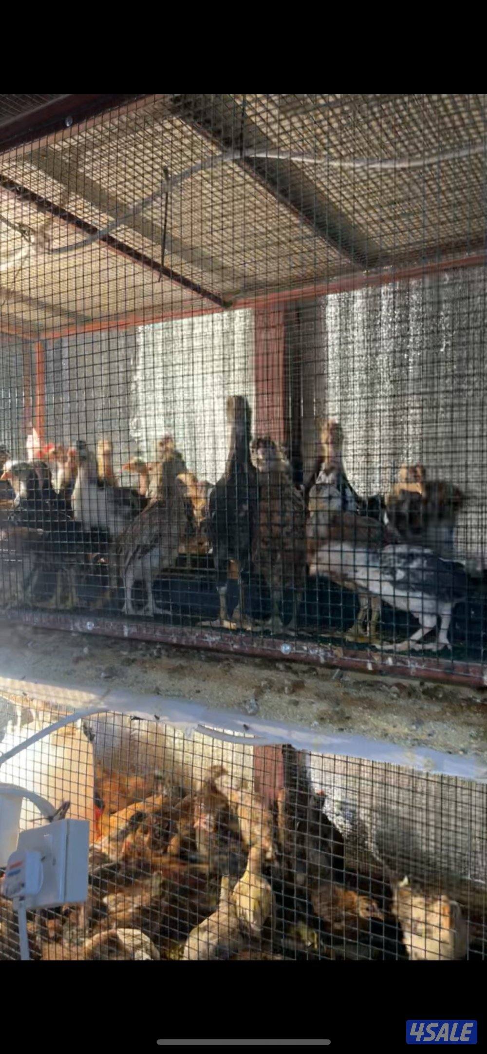 دجاج  الحبة علي 2 دينار حباجب عقارب فيومي عربي ماكنتوش1