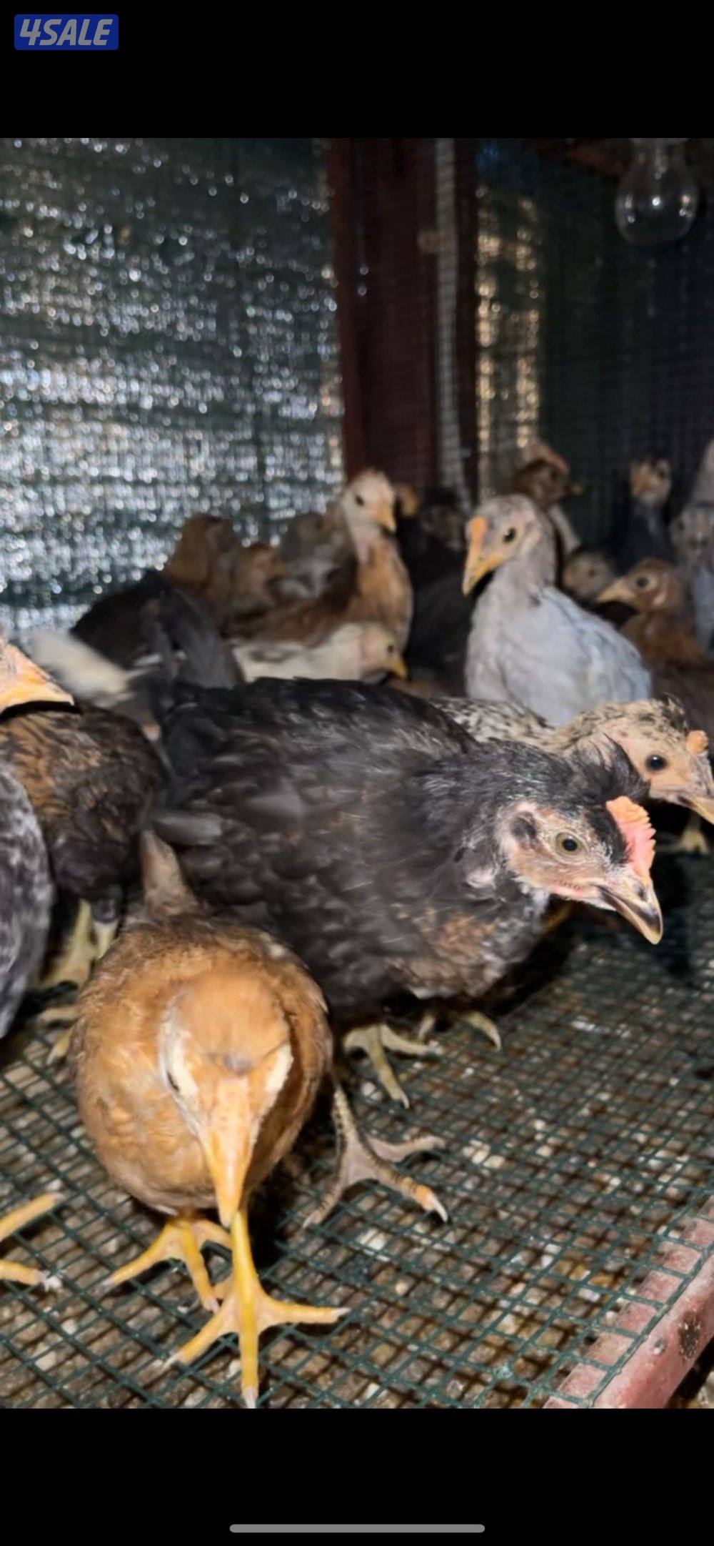 دجاج  الحبة علي 2 دينار حباجب عقارب فيومي عربي ماكنتوش2