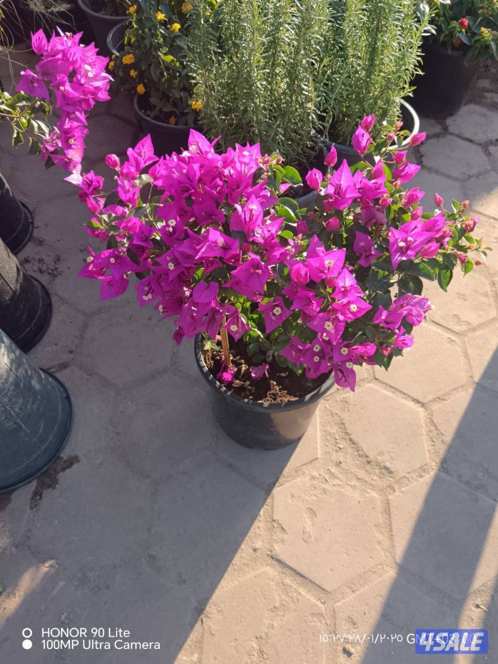 ابوعلي شبكات الري وصيانتها1