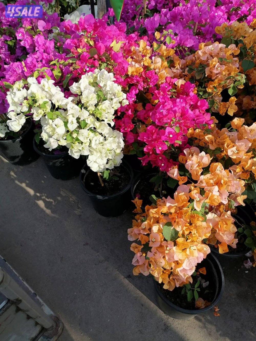 ابوعلي شبكات الري وصيانتها3