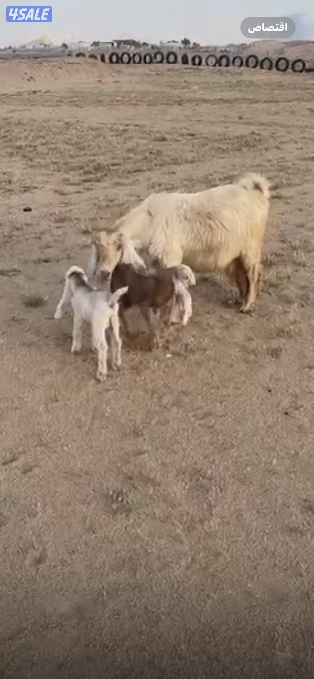 عنز توم جميع الشروط0