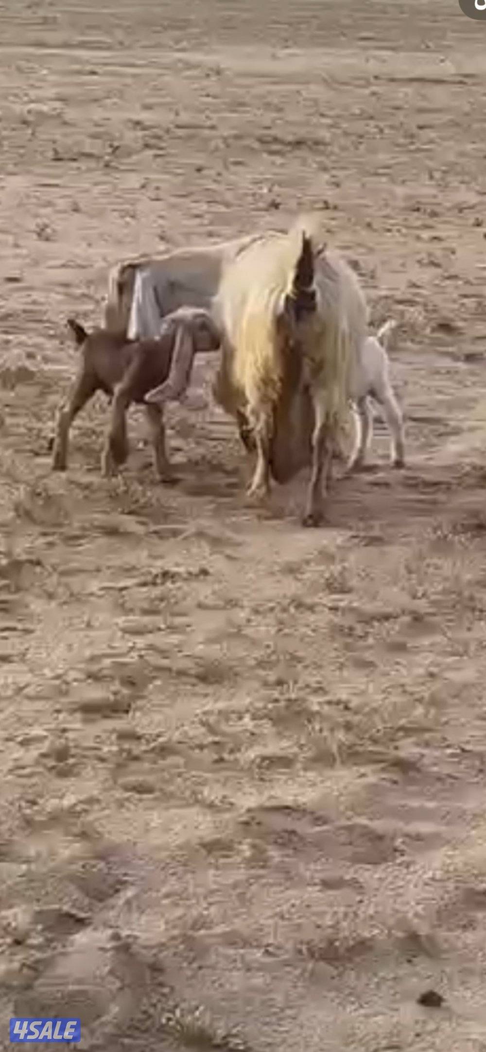 عنز توم جميع الشروط1