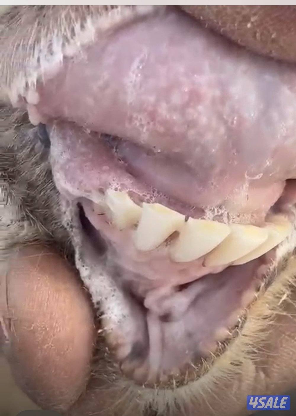 عنز توم جميع الشروط3