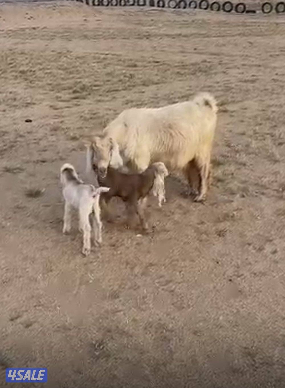 عنز توم جميع الشروط2