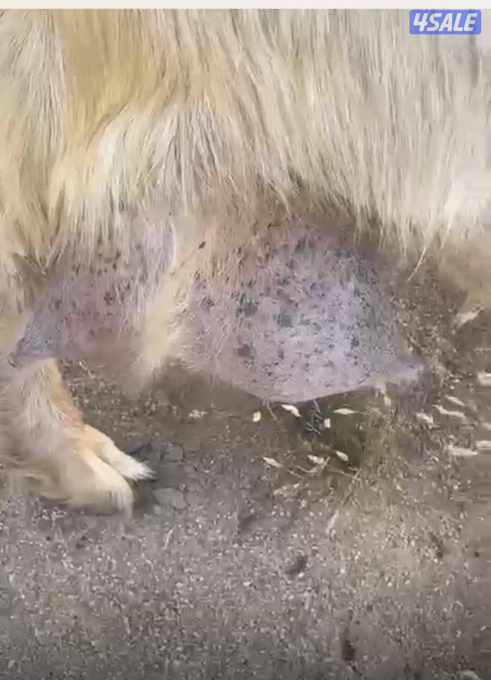 عنز توم جميع الشروط4