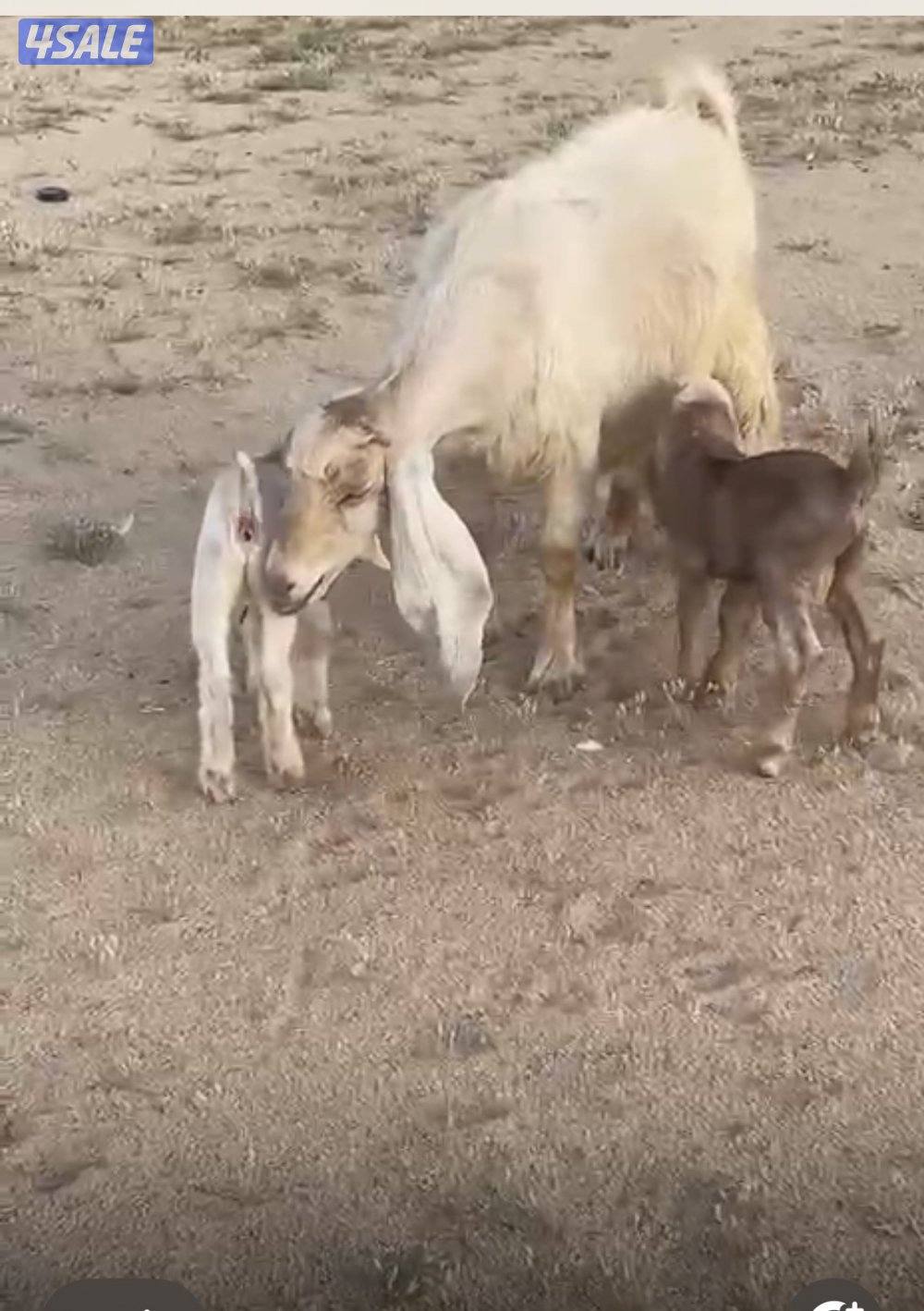 عنز توم جميع الشروط5