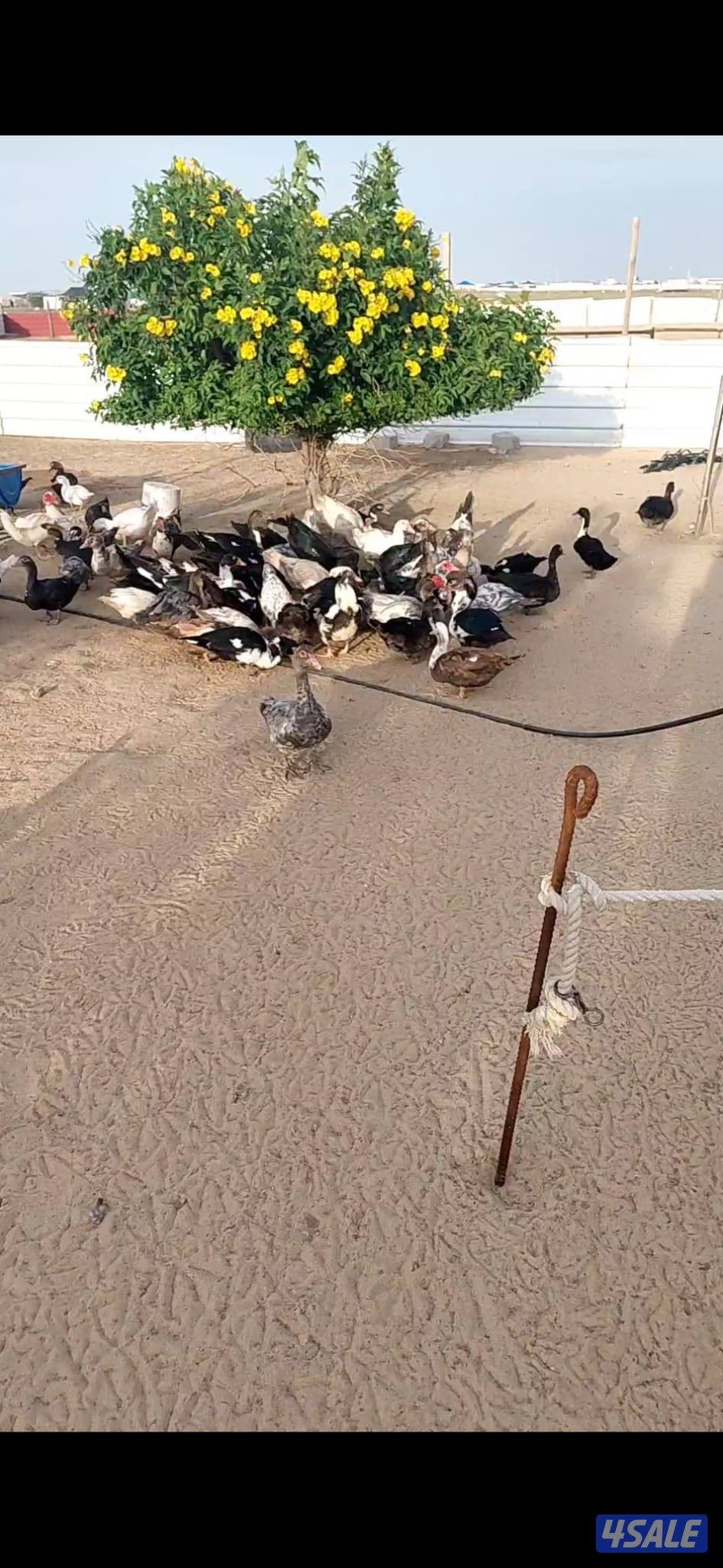 بط مصري بياض البيع بالجمله سعر الحبة ٤ موجود فوق ١٠٠ حبة0