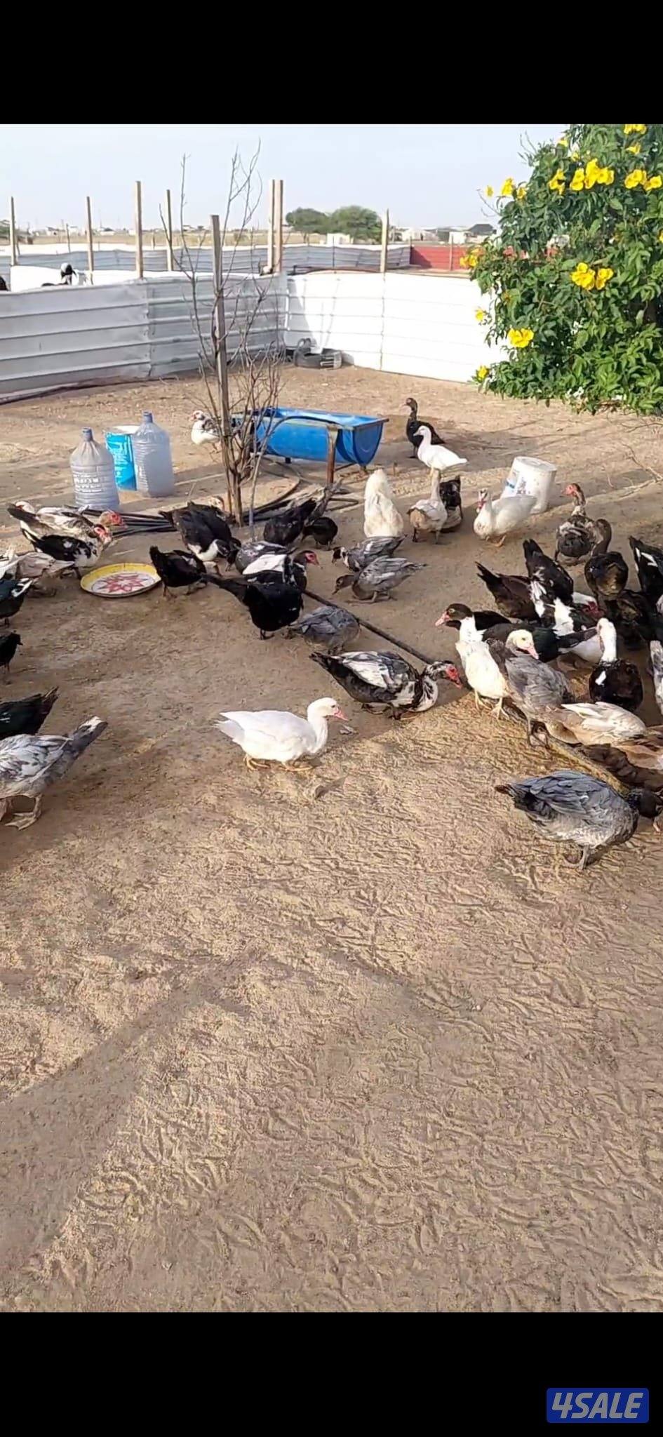 بط مصري بياض البيع بالجمله سعر الحبة ٤ موجود فوق ١٠٠ حبة1