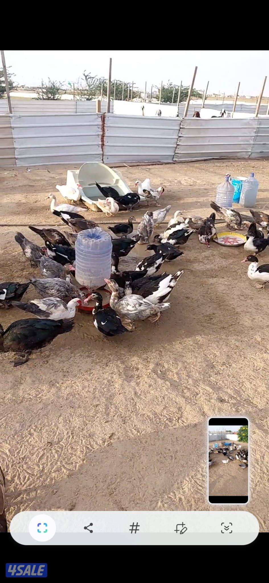 بط مصري بياض البيع بالجمله سعر الحبة ٤ موجود فوق ١٠٠ حبة2